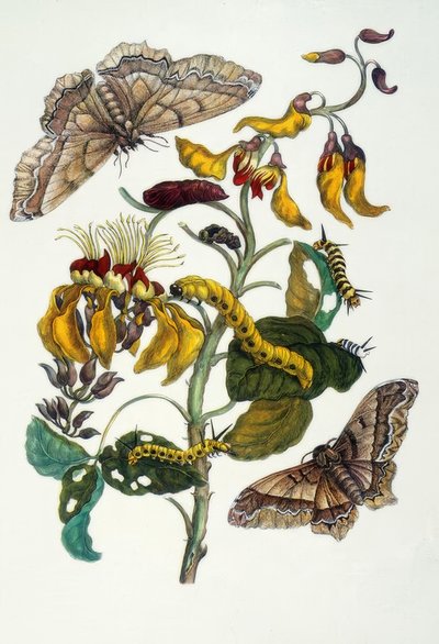 M.S. Merian, Koraalboom en zijderups door Maria Sibylla Merian